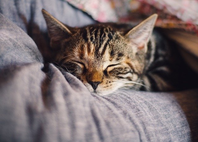 急に猫の様子がおかしい?それはアナフィラキシーかもしれません