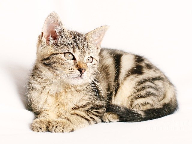 猫の便が出ない…たかが便秘と侮っては危険かもしれません