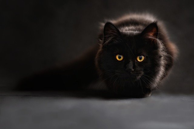 猫の便が出ない…たかが便秘と侮っては危険かもしれません
