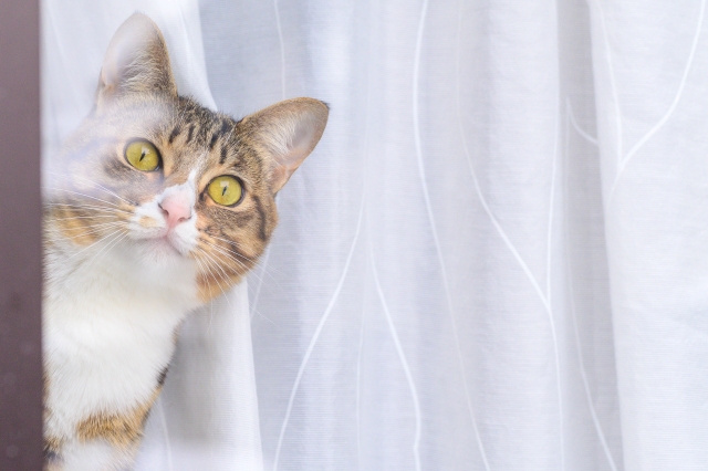 愛猫の観察こそ飼い主の義務