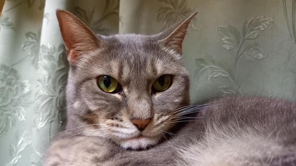 愛猫の観察こそ飼い主の義務