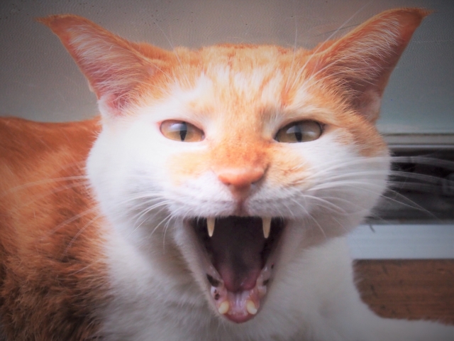 怒りんぼ猫ちゃんの飼い主必見!怒りっぽい猫の心情と触れ合いの秘訣