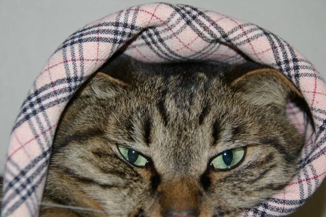 怒りんぼ猫ちゃんの飼い主必見!怒りっぽい猫の心情と触れ合いの秘訣