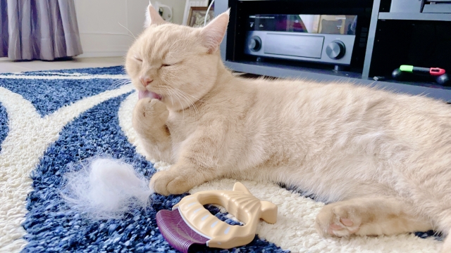 猫アレルギーだけど猫を飼いたい!!気をつけるべき生活のポイント