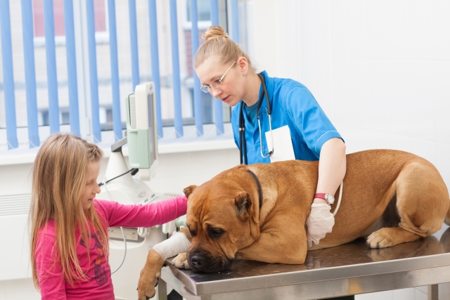 犬の膝が痛そう…考えられる病気と治療法
