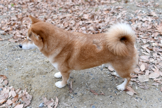 犬の膝が痛そう…考えられる病気と治療法