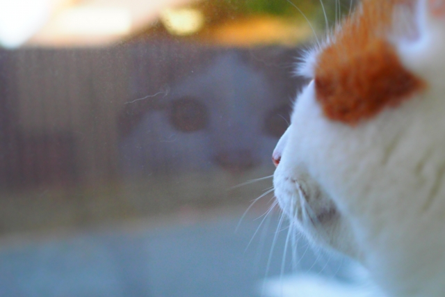 他人事と思わないで！多頭飼育崩壊の原因と予防を解説