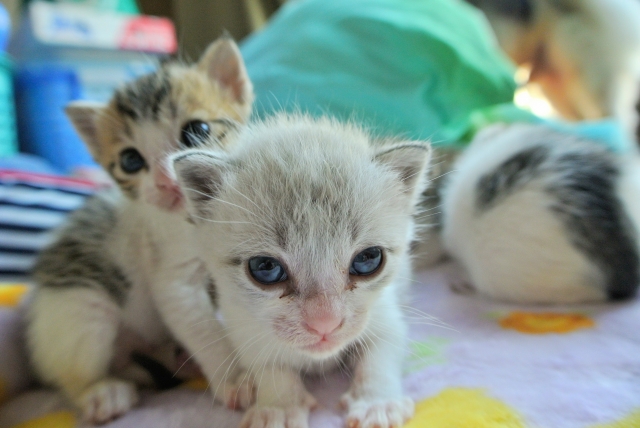 他人事と思わないで！多頭飼育崩壊の原因と予防を解説