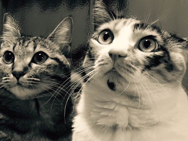 他人事と思わないで！多頭飼育崩壊の原因と予防を解説