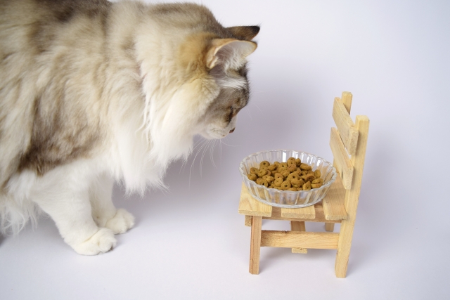 プレミアムフードって何?キャットフードとの違いを解説