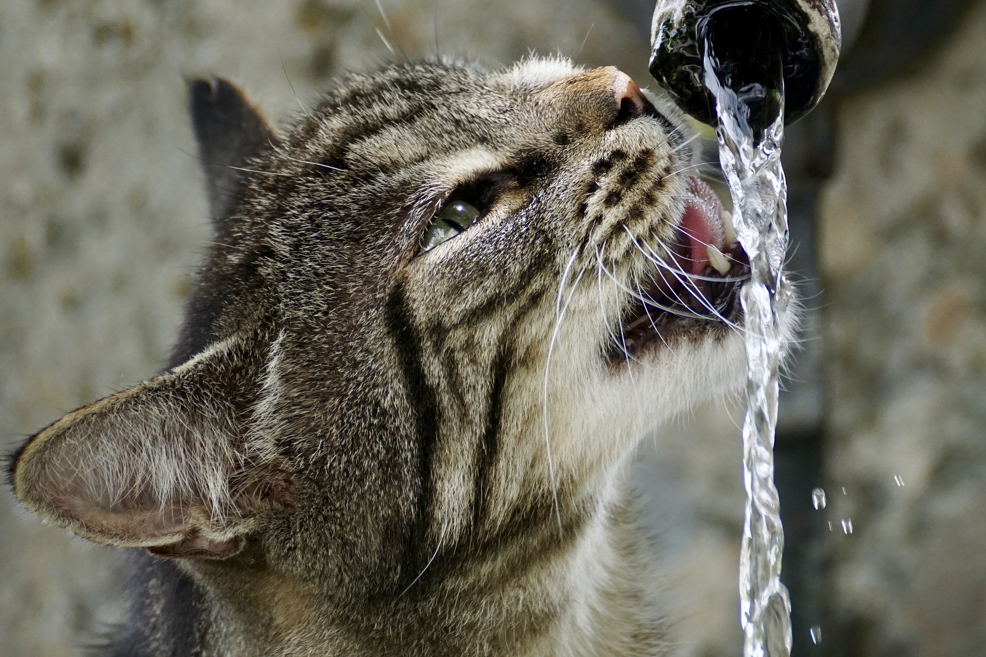 猫に水分を摂らせよう!元気と健康のために水を摂らせるコツ