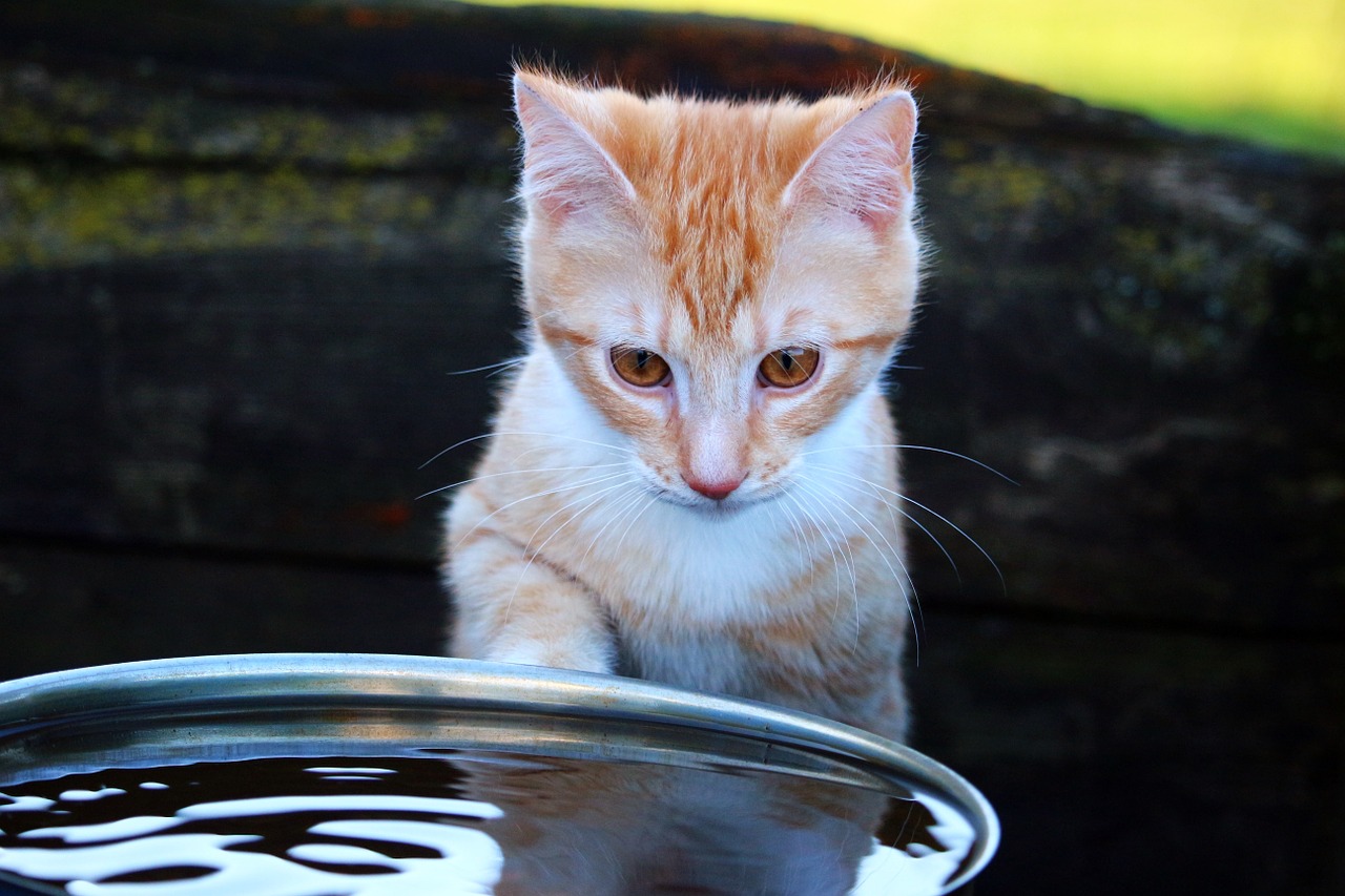 猫に水分を摂らせよう!元気と健康のために水を摂らせるコツ