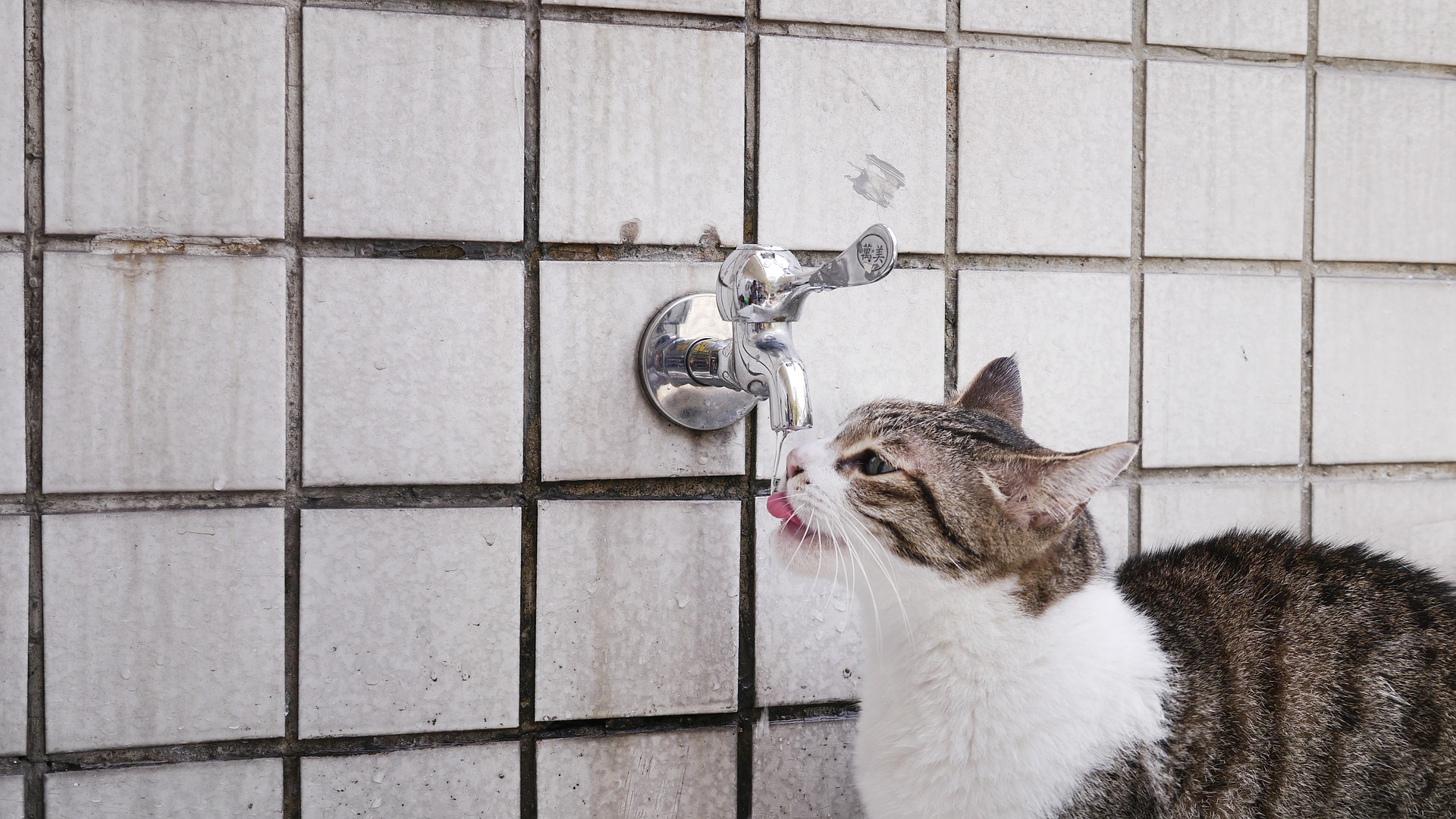 猫に水分を摂らせよう!元気と健康のために水を摂らせるコツ
