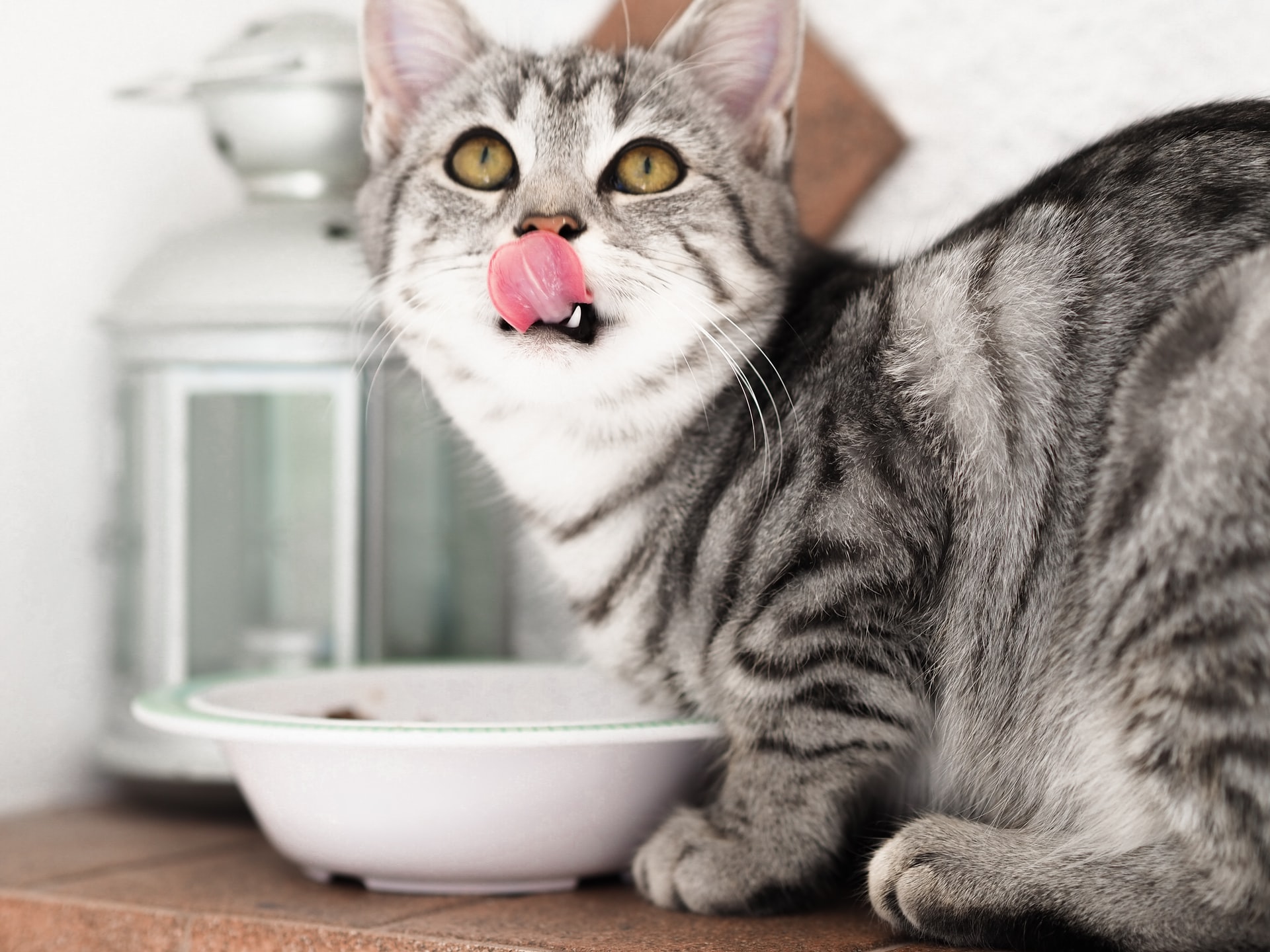 キャットフード選びの基本を確認!愛猫にあったフード選びのために