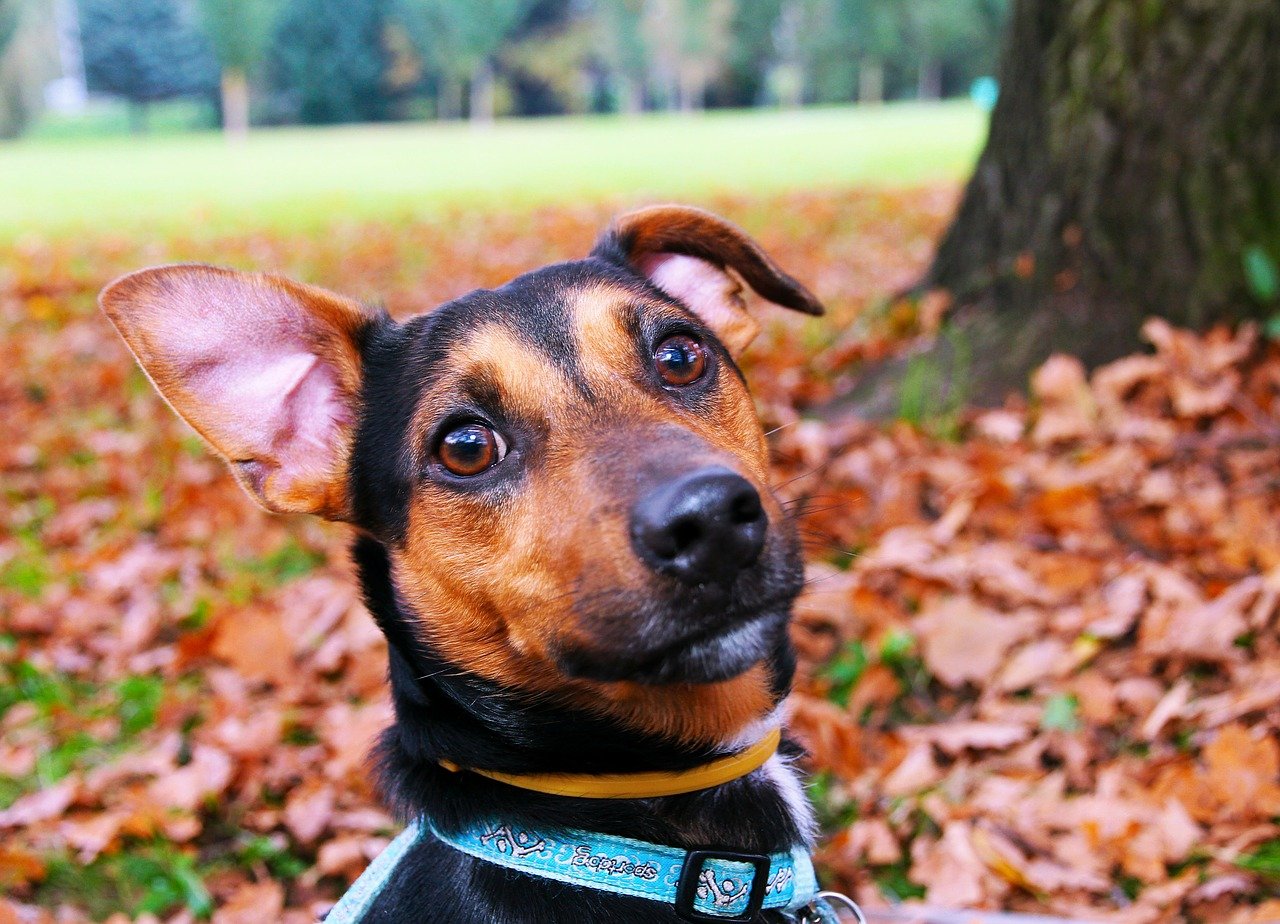 知っておくと役に立つ!犬の血液型の判定の仕方や輸血の方法