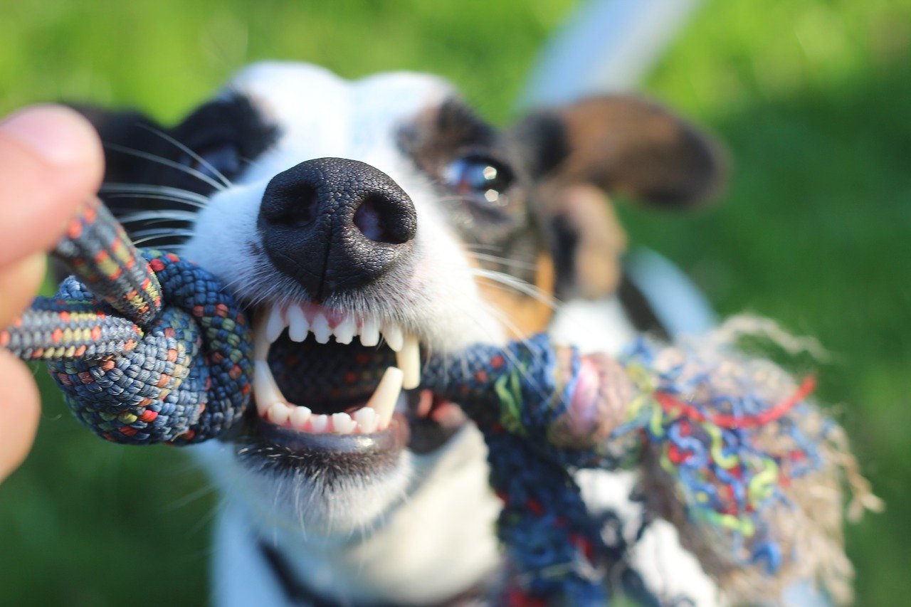 知っておくと役に立つ！犬の血液型の判定の仕方や輸血の方法