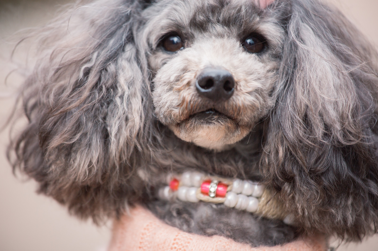 トイプードルに多い病気!?犬の糖尿病について詳しく解説