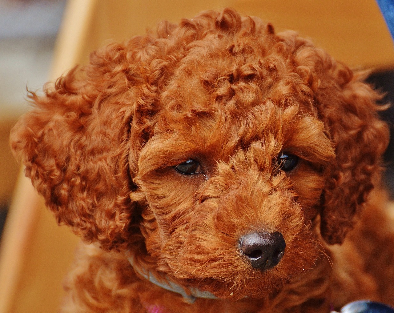 トイプードルに多い病気!?犬の糖尿病について詳しく解説