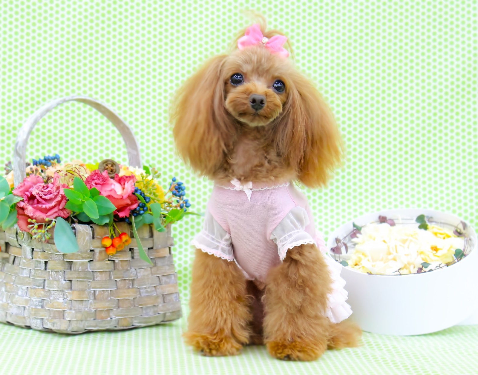 トイプードルに多い病気!?犬の糖尿病について詳しく解説