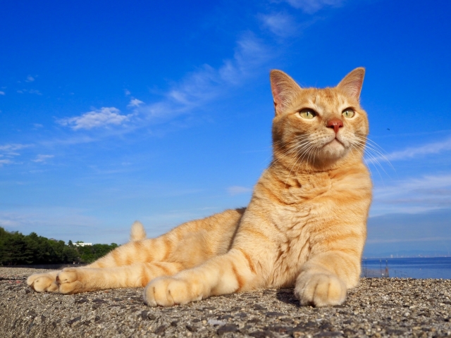 犬だけじゃない!フィラリア症から猫を守ろう!