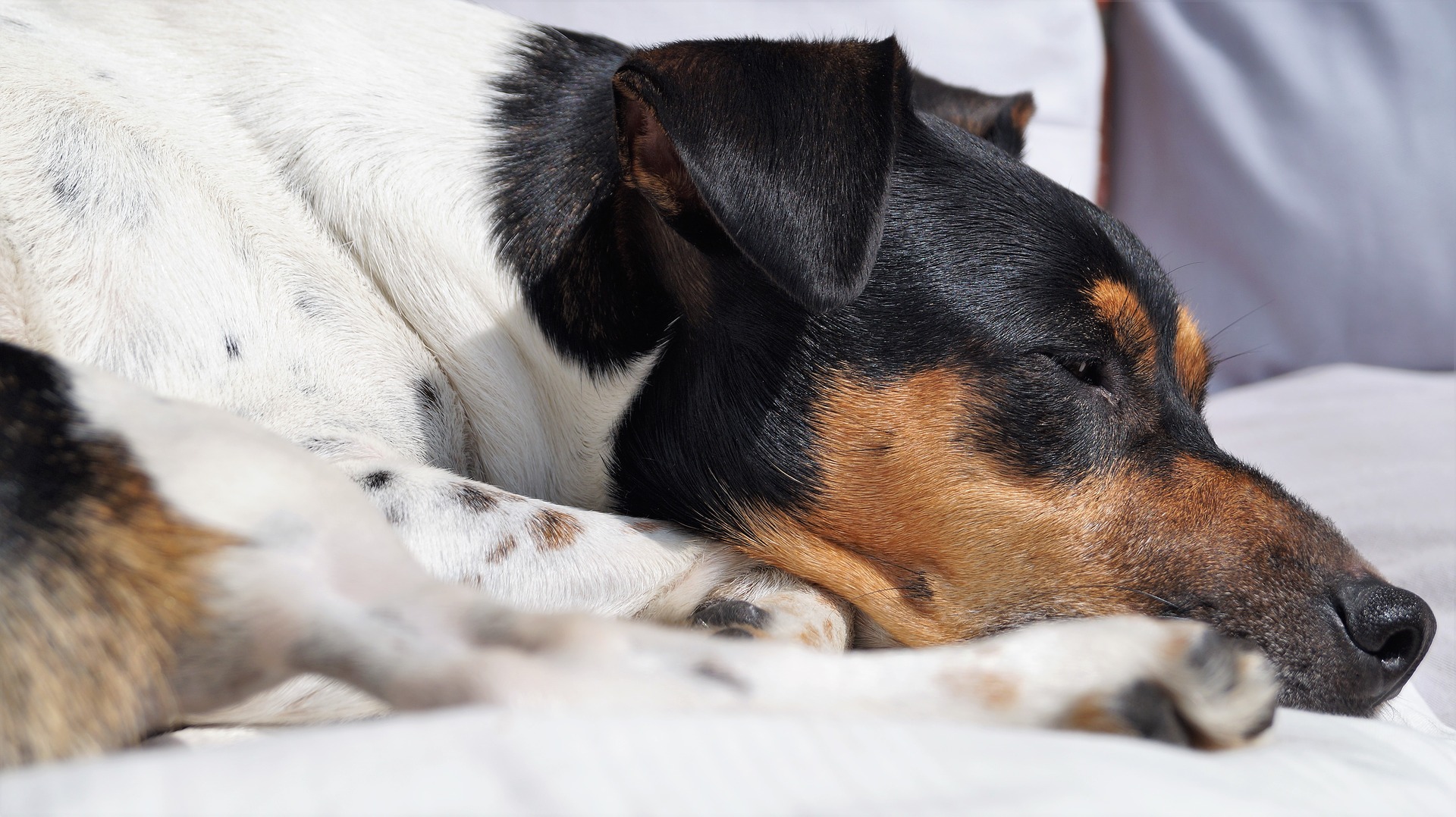 犬も寝不足になるの?適正な睡眠時間とは