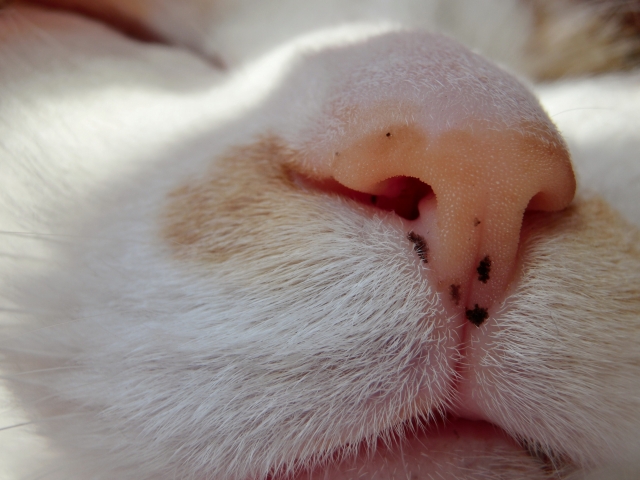 「いつもと違う…?」愛猫のにおいの変化を見過ごさないで!