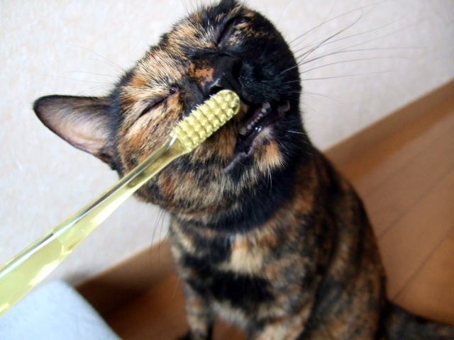 「いつもと違う…?」愛猫のにおいの変化を見過ごさないで!
