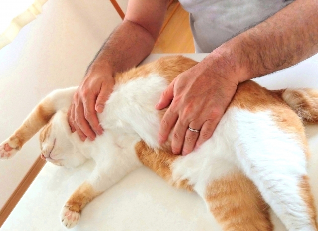 「いつもと違う…？」愛猫のにおいの変化を見過ごさないで！
