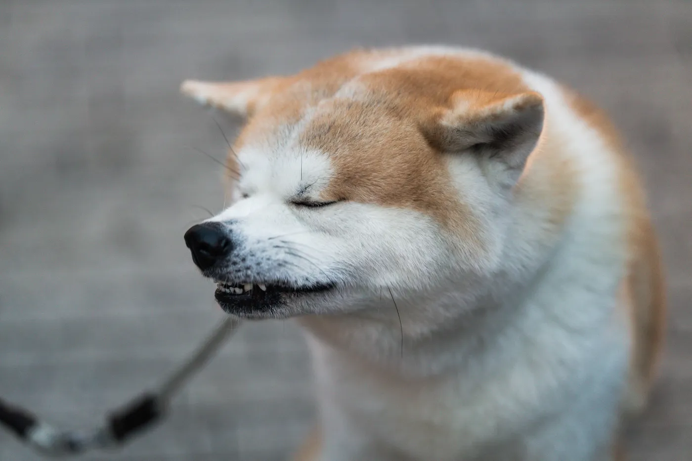 犬の逆くしゃみって知ってる?逆くしゃみの症状と似た病気を知ろう