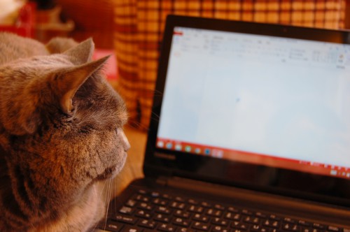 猫には働く猫がいる?世界の猫の働き方を見てみよう!