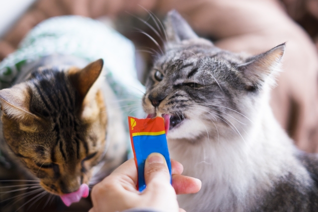 ごほうび以外にも!猫のペーストおやつ活用法