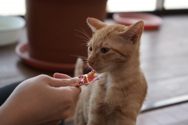 ごほうび以外にも!猫のペーストおやつ活用法
