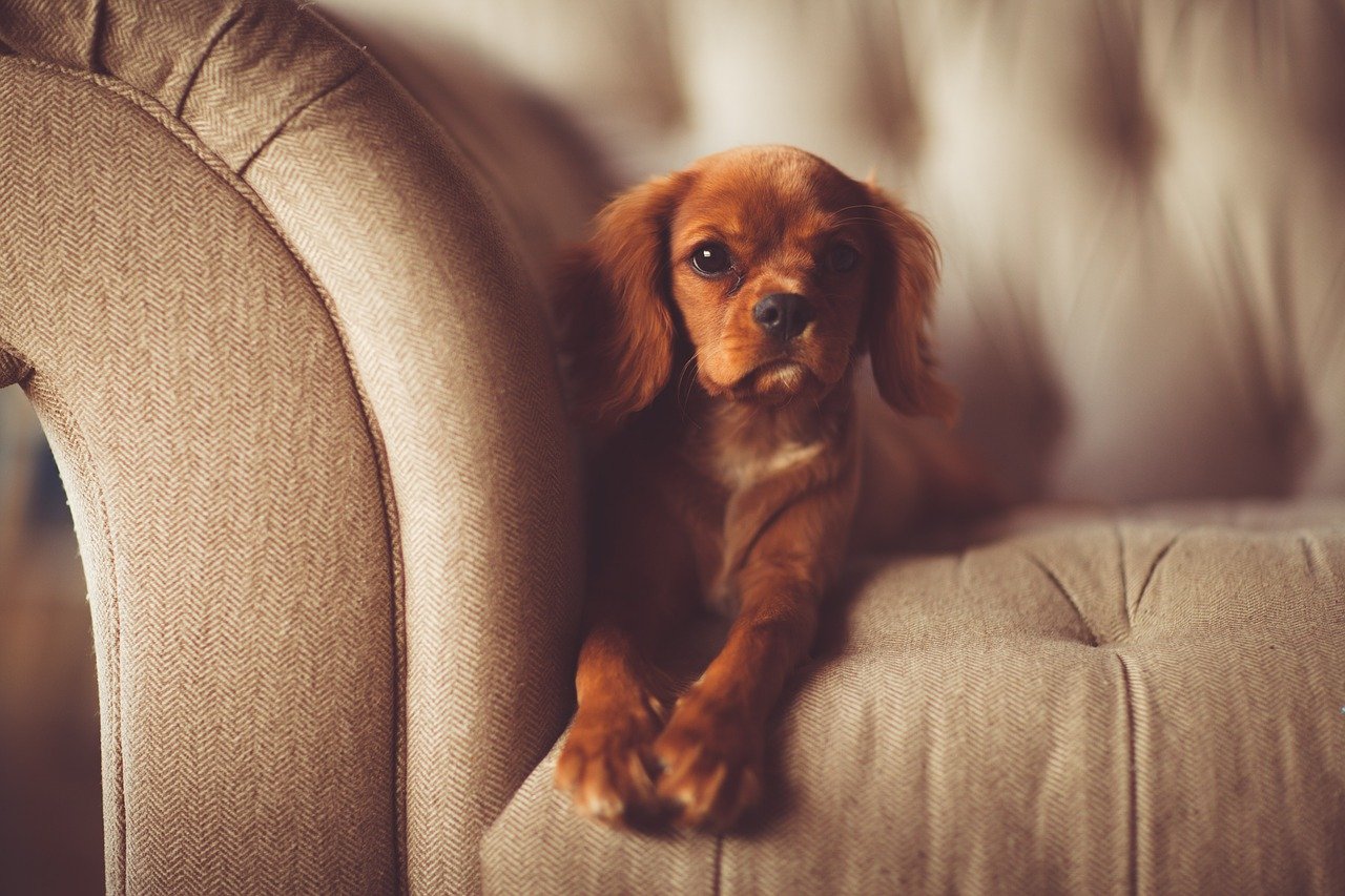 愛犬の下痢の原因とは?犬下痢パネルの検査方法と結果からわかること