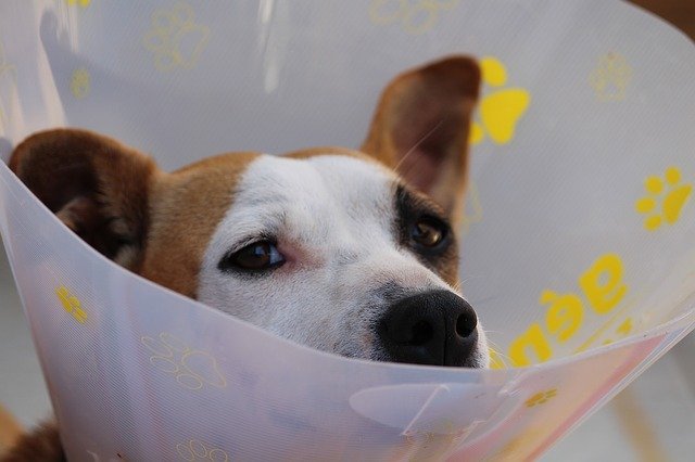 気を付けよう!小型犬に多い前肢の骨折について