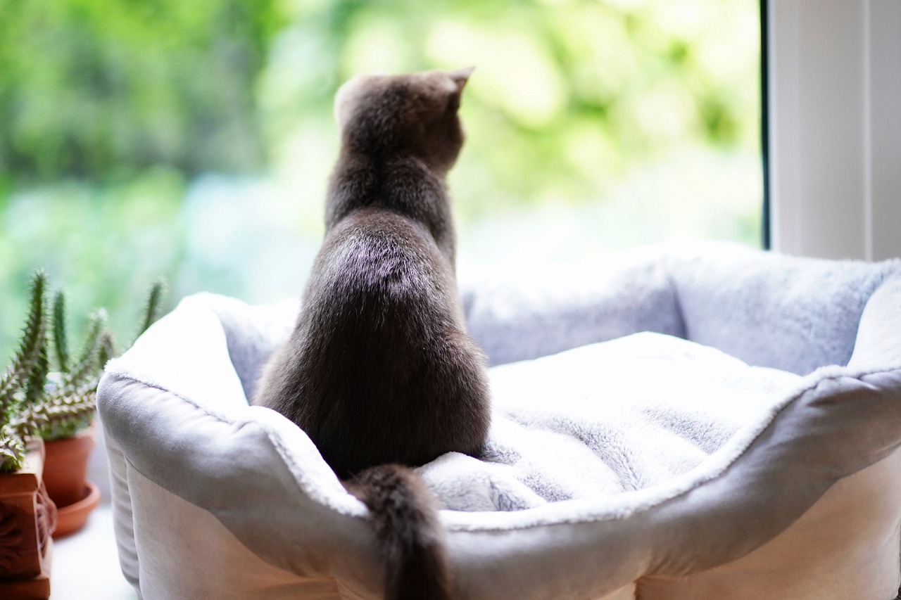 猫の食事は1日5回?!意外と知らない猫の飼育環境ガイドライン