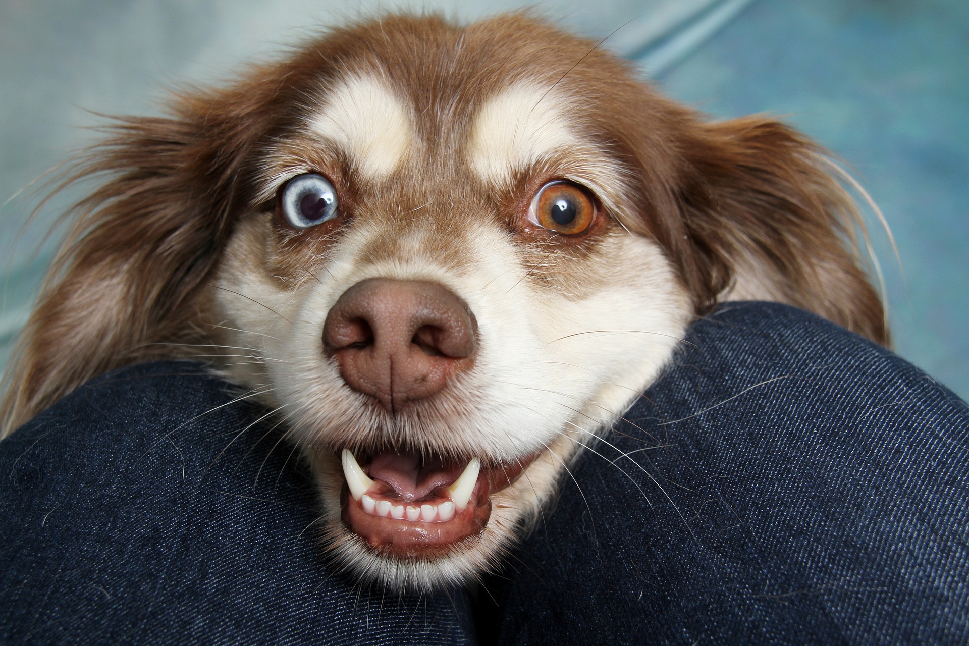 愛犬の目のケアをしよう!ポイントは?