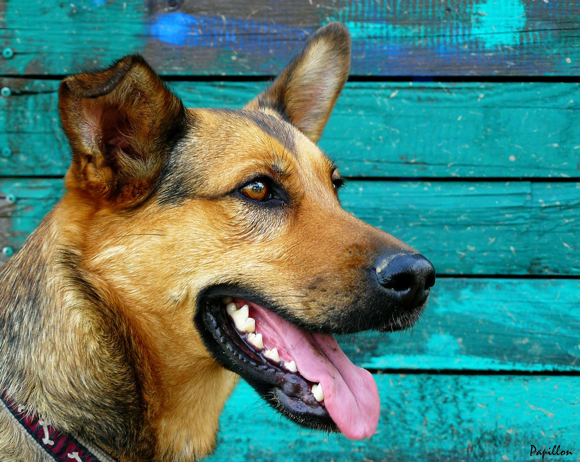 犬の歯が黒い!考えられる原因と対策は?