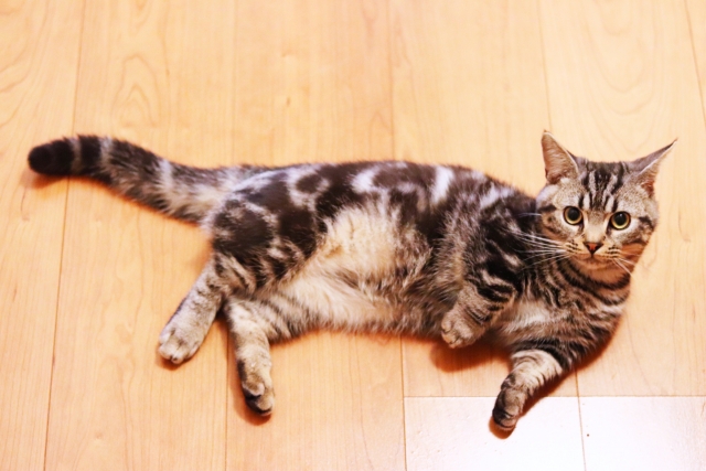 愛猫が下半身麻痺になってしまったら~治療と介護~