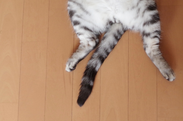 愛猫が下半身麻痺になってしまったら~治療と介護~