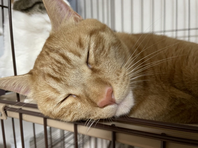 猫の怖い病気「鼻腔内腫瘍」とは?治療法や予後について