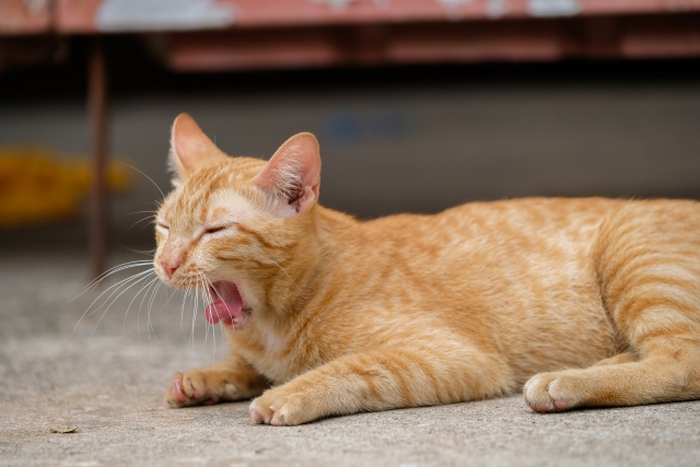 猫の怖い病気「鼻腔内腫瘍」とは?治療法や予後について