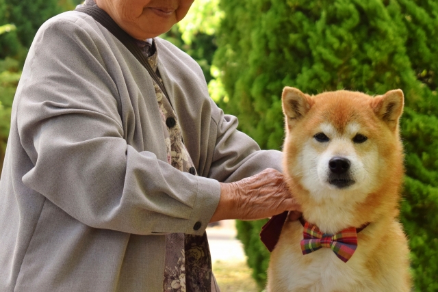 セラピードックって知っていますか?役割や効果を解説!