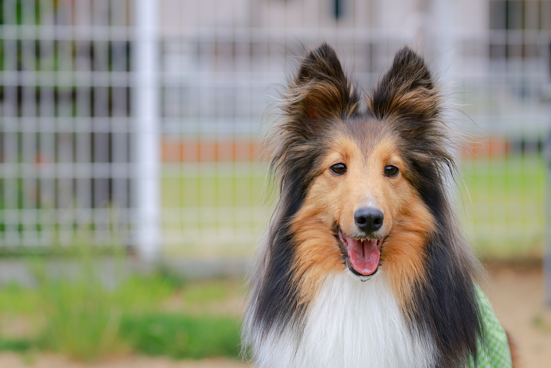 【人気犬種ランキング別】犬種ごとにかかりやすい病気