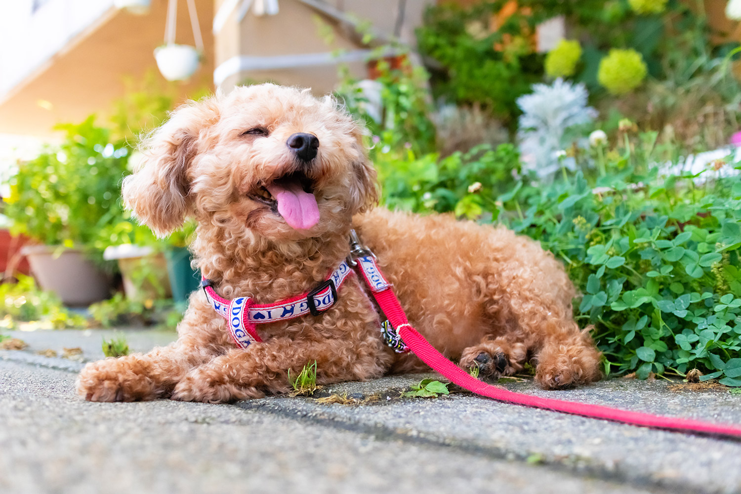 【人気犬種ランキング別】犬種ごとにかかりやすい病気