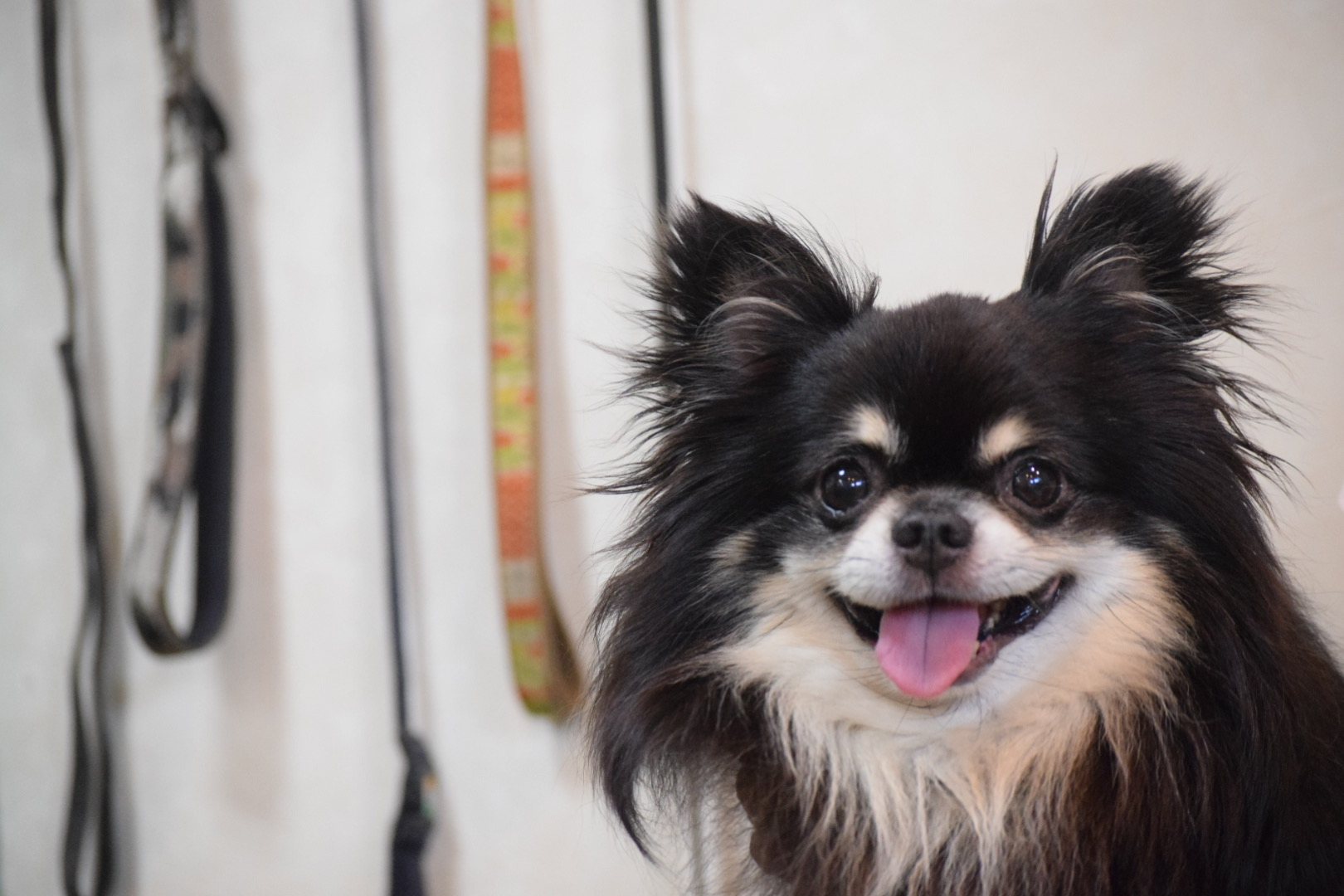 【人気犬種ランキング別】犬種ごとにかかりやすい病気