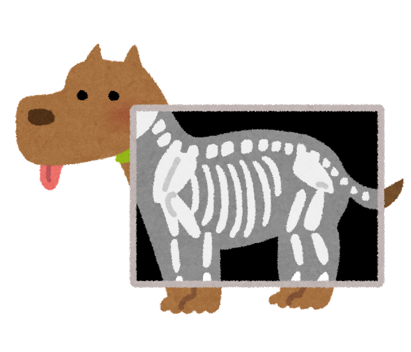 犬の巨大食道症(食道拡張症、アカラシア)