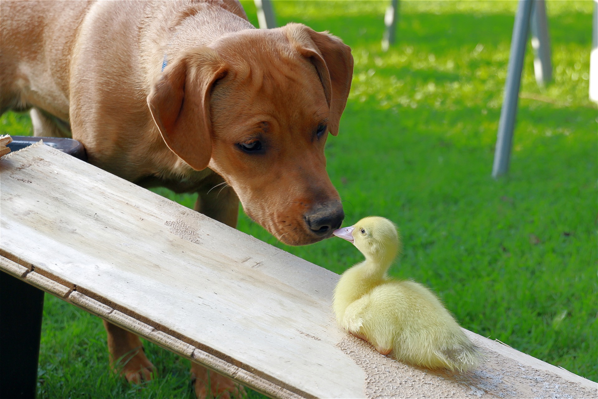 犬と小動物を飼うときに気をつけたいこと5選