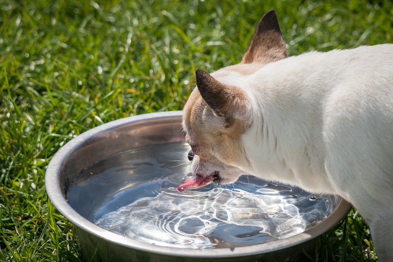 犬の飲み水に注意?硬水と軟水ならどっちをあげたほうが良いのか