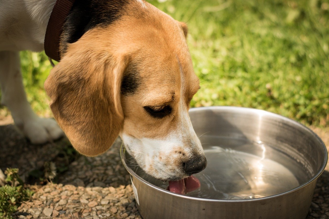 犬の飲み水に注意?硬水と軟水ならどっちをあげたほうが良いのか
