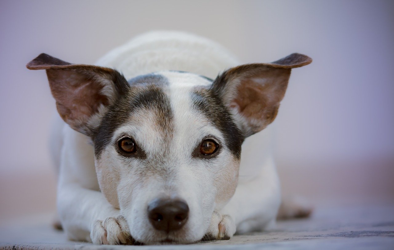 犬の飲み水に注意?硬水と軟水ならどっちをあげたほうが良いのか